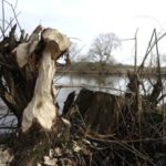 Biber Fraßspuren an der Naab - Wildnispädagogik und Spurenlesen in der WildnisGemeinschaft