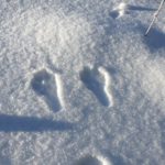 Hasenspuren im Schnee - Spurenlesen mit der WildnisGemeinschaft