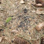 Losung vom Reh - Spurenlesen und Naturkunde in der WildnisGemeinschaft