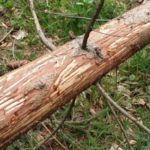 Fraßspuren an einem frisch gefallenen Fichtenstamm - Naturkunde in der WildnisGemeinschaft