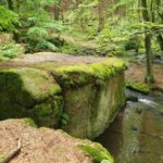 Buchen Mischwald im Vorderen Bayerischen Wald