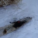 Glut auf einer Birkenrinde im Schnee - Feuerbohren war erfolgreich